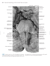 Neuroanatomy An Atlas of Structures Sections and Systems