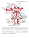 Neuroanatomy An Atlas of Structures Sections and Systems