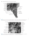 Neuroanatomy An Atlas of Structures Sections and Systems