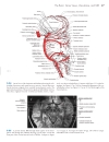 Neuroanatomy An Atlas of Structures Sections and Systems