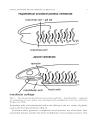 Evolutionary Developmental Biology of the Cerebral Cortex