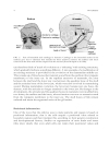 Evolutionary Developmental Biology of the Cerebral Cortex