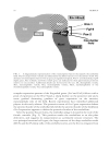 Evolutionary Developmental Biology of the Cerebral Cortex