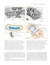 Molecular Cell Biology 5th ed Lodish et al