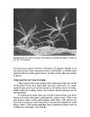 Aquarium Plants Their Identification Cultivation and Ecology