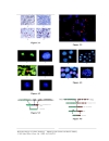 Molecular Biology in Cellular Pathology