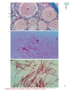 Color Atlas Of Cytology Histology And Microscopic Anatomy