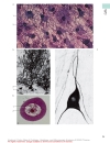 Color Atlas Of Cytology Histology And Microscopic Anatomy