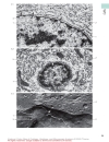 Color Atlas Of Cytology Histology And Microscopic Anatomy