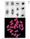 Color Atlas Of Cytology Histology And Microscopic Anatomy