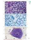 Color Atlas Of Cytology Histology And Microscopic Anatomy