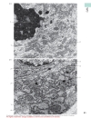 Color Atlas Of Cytology Histology And Microscopic Anatomy