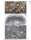 Color Atlas Of Cytology Histology And Microscopic Anatomy