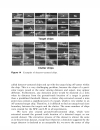 Image Recognition and Classification Algorithms Systems and Applications