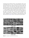 Image Recognition and Classification Algorithms Systems and Applications