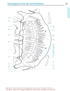 Pocket Atlas Of Radiographic Anatomy 2d ed