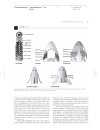 Vertebrate Biology