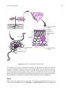 Cell Biology A Short Course 2d ed