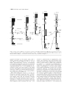 GEOLOGY AND VERTEBRATE PALEONTOLOGY OF THE EARLY PLIOCENE SITE OF KANAPOI NORTHERN KENYA