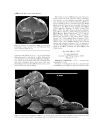 GEOLOGY AND VERTEBRATE PALEONTOLOGY OF THE EARLY PLIOCENE SITE OF KANAPOI NORTHERN KENYA