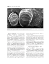 GEOLOGY AND VERTEBRATE PALEONTOLOGY OF THE EARLY PLIOCENE SITE OF KANAPOI NORTHERN KENYA