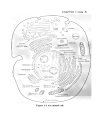 Schaum s Easy Outline Molecular and Cell Biology