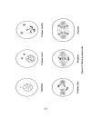 Schaum s Easy Outline Molecular and Cell Biology