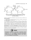 Schaum s Easy Outline Molecular and Cell Biology