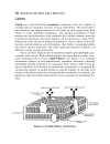 Schaum s Easy Outline Molecular and Cell Biology