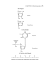 Schaum s Easy Outline Molecular and Cell Biology