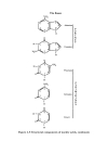 Schaum s Easy Outline Molecular and Cell Biology