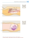 Color Atlas of Ultrasound Anatomy