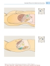 Color Atlas of Ultrasound Anatomy