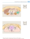 Color Atlas of Ultrasound Anatomy