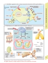 Color Atlas of Physiology 5th Ed