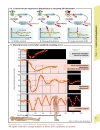 Color Atlas of Physiology 5th Ed