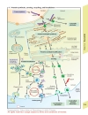 Color Atlas of Physiology 5th Ed