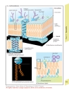 Color Atlas of Physiology 5th Ed