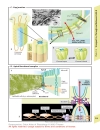 Color Atlas of Physiology 5th Ed