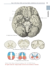 Anatomia Color Atlas and Textbook of Human Anatomy Volume 3 2003 Thieme