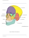 Atlas Of Human Skeletal Anatomy