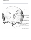 Atlas Of Human Skeletal Anatomy