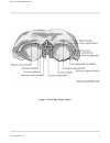 Atlas Of Human Skeletal Anatomy