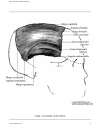 Atlas Of Human Skeletal Anatomy