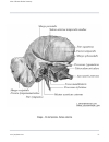 Atlas Of Human Skeletal Anatomy