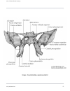 Atlas Of Human Skeletal Anatomy