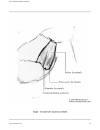 Atlas Of Human Skeletal Anatomy