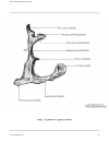 Atlas Of Human Skeletal Anatomy