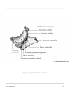 Atlas Of Human Skeletal Anatomy