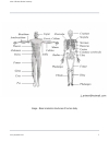 Atlas Of Human Skeletal Anatomy